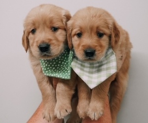Golden Retriever Puppy for sale in FORT GIBSON, OK, USA