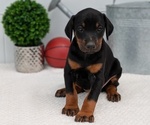 Small Photo #9 Doberman Pinscher Puppy For Sale in GOSHEN, IN, USA