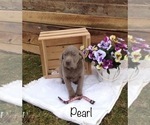 Small Photo #10 Labrador Retriever Puppy For Sale in POLK, OH, USA