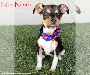 Rat Terrier-Unknown Mix Dogs for adoption in San Diego, CA, USA