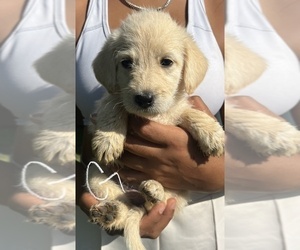 Labradoodle Puppy for sale in CLARKSVILLE, TN, USA