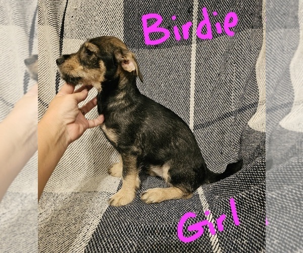 Medium Photo #20 Chizer Puppy For Sale in MONTEZUMA, GA, USA