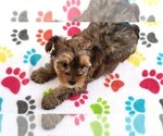 Small #9 Yorkshire Terrier
