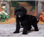 Louie - Male Cavapoo (Miniature) Puppy for Sale - Photo #5