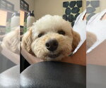 Small #1 Poodle (Toy) Mix