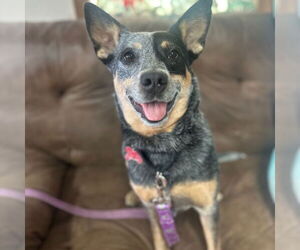 Mutt Dogs for adoption in Fargo, ND, USA