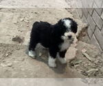 Small #2 Miniature Bernedoodle