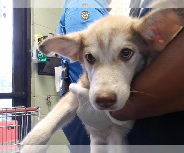 Medium Photo #1 Siberian Husky-Unknown Mix Puppy For Sale in Tulsa, OK, USA