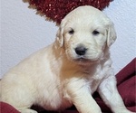 Small Photo #54 Golden Retriever Puppy For Sale in MODESTO, CA, USA
