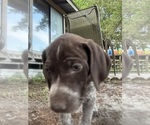 Small Photo #36 German Shorthaired Pointer-German Wirehaired Pointer Mix Puppy For Sale in DEFUNIAK SPRINGS, FL, USA