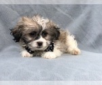 Small Photo #6 Zuchon Puppy For Sale in LAKELAND, FL, USA