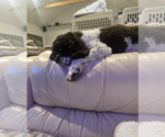 Small #1 Cocker Spaniel
