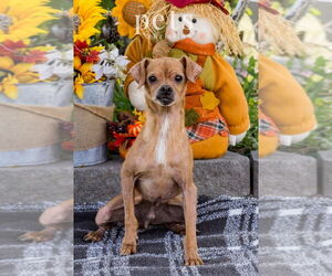 Chihuahua-Unknown Mix Dogs for adoption in Foristell, MO, USA