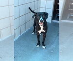 Small Labrador Retriever