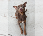 Small #2 Doberman Pinscher Mix