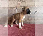 Small #5 Boxer
