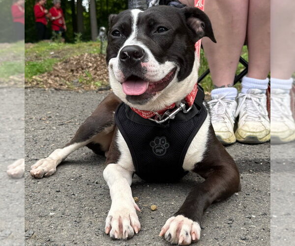 Medium Photo #12 Mutt Puppy For Sale in Canton, CT, USA