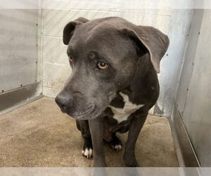 American Pit Bull Terrier Dogs for adoption in San Bernardino, CA, USA