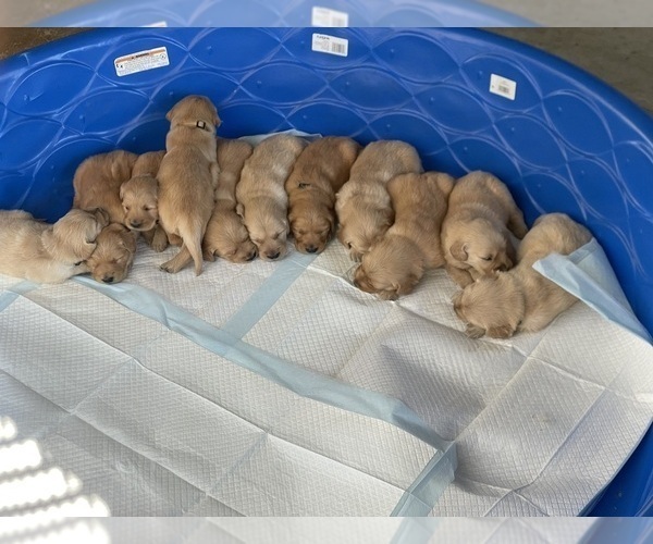 Medium Photo #2 Golden Retriever Puppy For Sale in GRANITE BAY, CA, USA