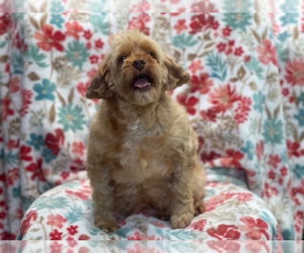 Medium Photo #8 Cockapoo Puppy For Sale in LAKELAND, FL, USA
