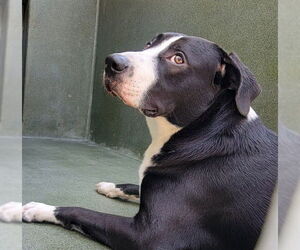 Medium American Pit Bull Terrier-Australian Shepherd Mix