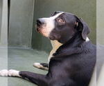 Small American Pit Bull Terrier-Australian Shepherd Mix