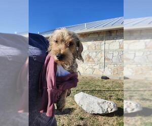 Mutt Dogs for adoption in San Antonio, TX, USA