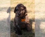 Small #2 Goldendoodle