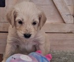 Small #1 Goldendoodle
