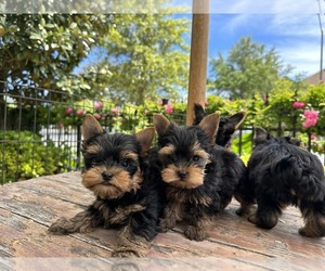 Yorkshire Terrier Puppy for sale in GALVESTON, TX, USA