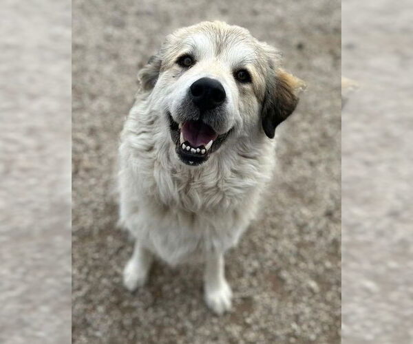 Medium Photo #3 Great Pyrenees-Unknown Mix Puppy For Sale in Dallas, TX, USA