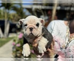 Puppy Panda English Bulldog