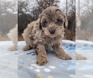 Aussiedoodle Miniature Puppy for sale in OKLAHOMA CITY, OK, USA