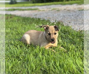 Mutt Dogs for adoption in Brooklyn Center, MN, USA
