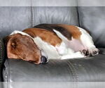 Small #1 Basset Hound