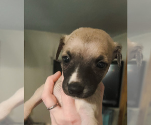 Whippet Puppy for sale in OVERTON, TX, USA