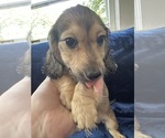 Small #16 Dachshund