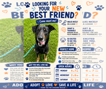 Small #5 German Shepherd Dog Mix