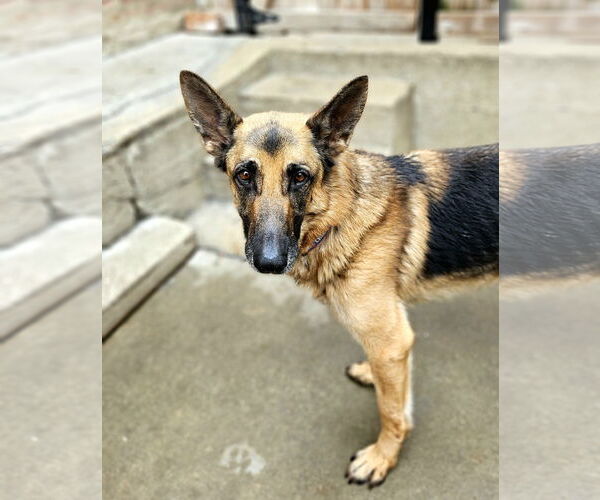 Medium Photo #7 German Shepherd Dog Puppy For Sale in Chicago, IL, USA
