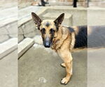 Small #6 German Shepherd Dog