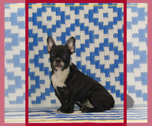 French Bulldog Puppy for sale in MILAN, MO, USA