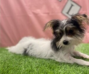 Morkie Puppy for sale in STUART, FL, USA