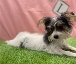 Image preview for Ad Listing. Nickname: Mollie