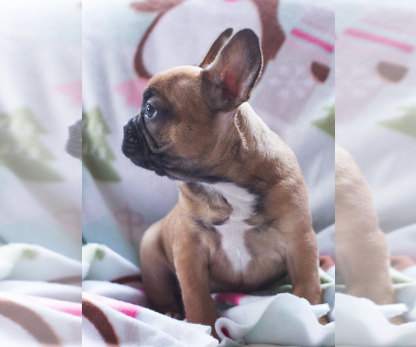 Medium Photo #1 French Bulldog Puppy For Sale in BAY VIEW, WI, USA