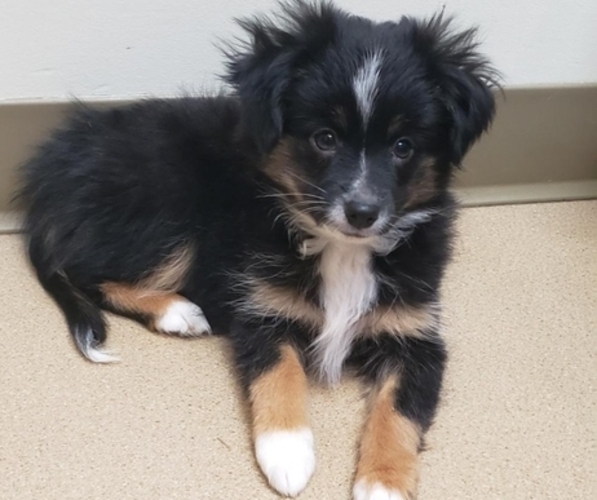 Medium Photo #1 Miniature Australian Shepherd Puppy For Sale in MILTON, WI, USA