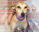 Small #6 Labrador Retriever Mix