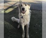 Small #2 Great Pyrenees