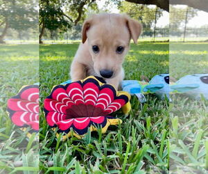 Retriever -Whippet Mix Dogs for adoption in New Orleans, LA, USA