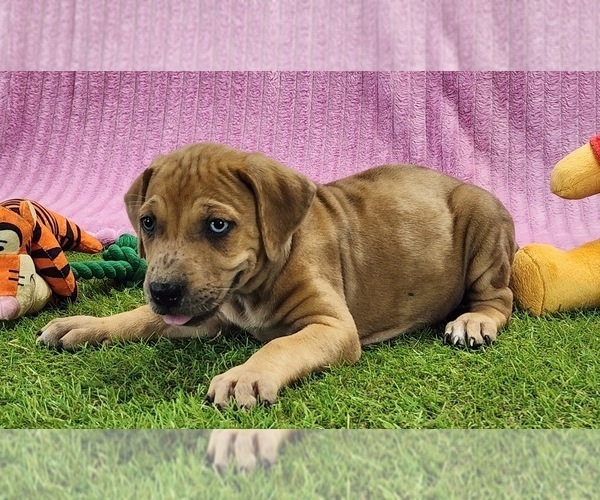 Medium Photo #11 Catahoula Leopard Dog Puppy For Sale in CUMBY, TX, USA