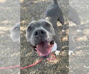 HEAVEN - Female Bulldog-Staffordshire Bull Terrier Mix Dog for Adoption - Photo #3